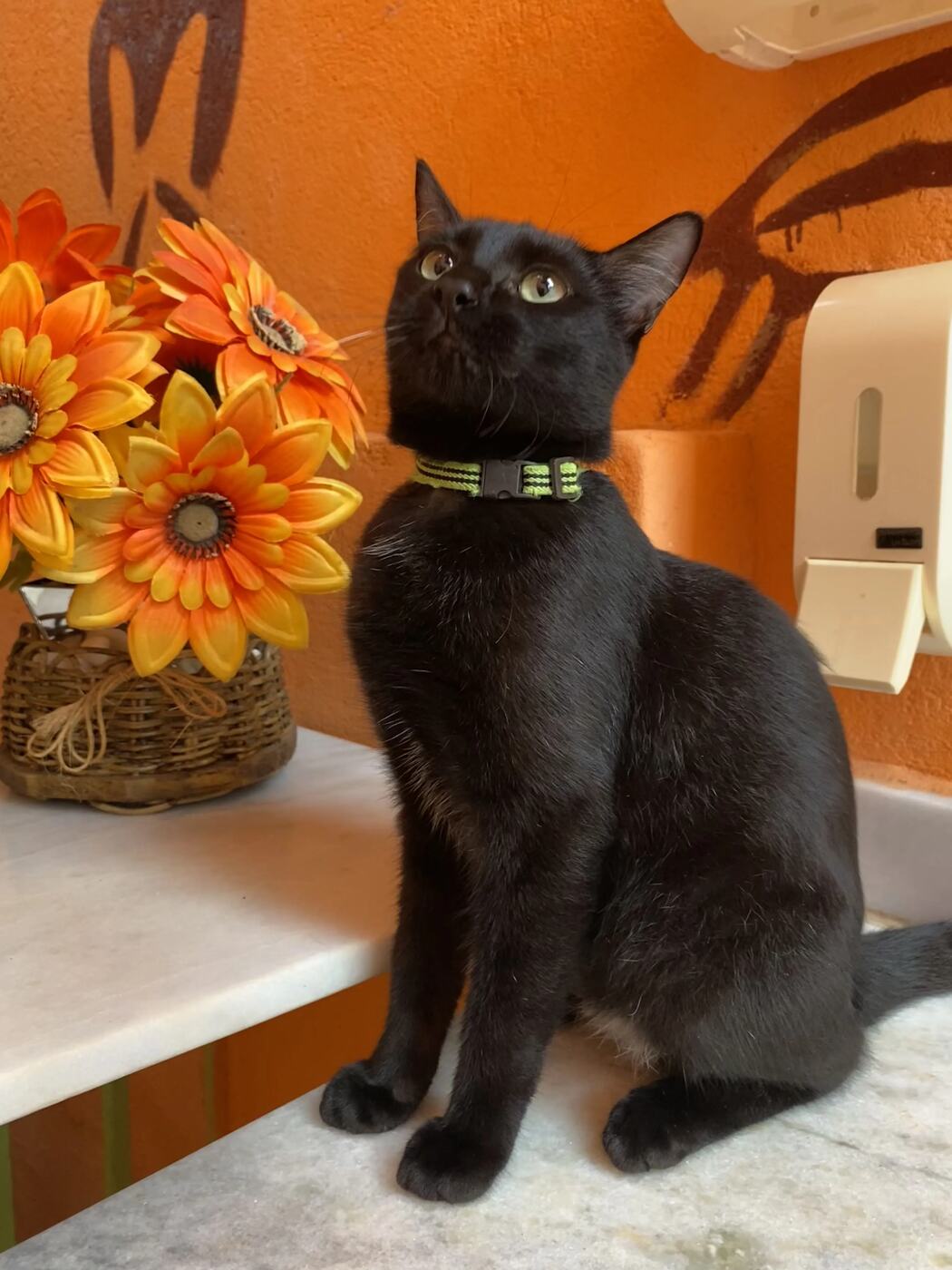 Gatinho da pousada — somos pet friendly